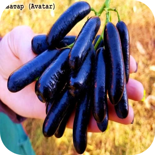 Виноград кишмиш "Аватар" 